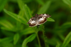 Chiomara georgina georgina