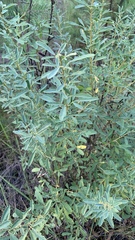 Chamaecytisus ruthenicus