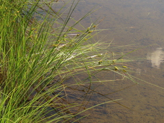 Carex exsiccata
