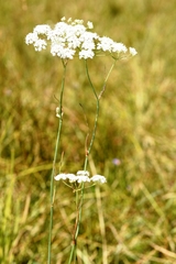 Perideridia gairdneri