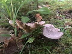 Lactarius vietus
