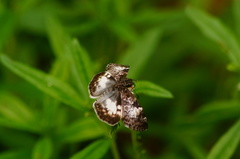 Chiomara georgina georgina