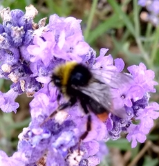 Bombus lapidarius