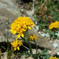 Jacobaea incana