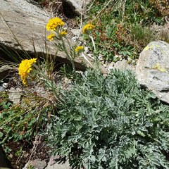 Jacobaea incana