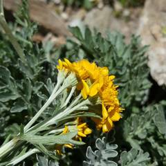 Jacobaea incana