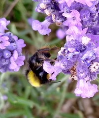 Bombus lapidarius