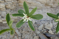 Daphne alpina