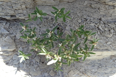 Daphne alpina