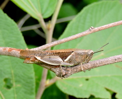 Stenocatantops splendens