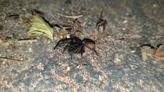 Segestria florentina