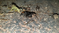 Segestria florentina