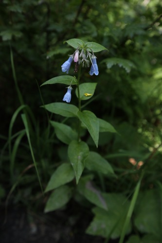 tall bluebells (Mertensia paniculata)