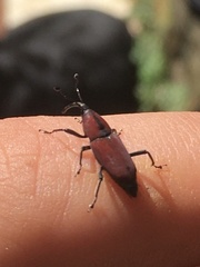 Rhodobaenus sanguineus