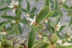 Daphne alpina