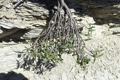 Daphne alpina