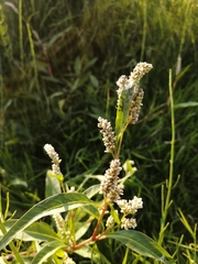 Persicaria tomentosa