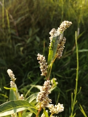 Persicaria tomentosa