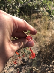 Ipomopsis aggregata