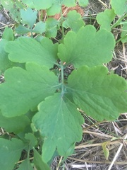 Chelidonium majus