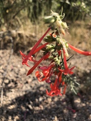 Ipomopsis aggregata