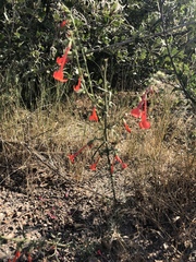 Ipomopsis aggregata