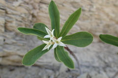 Daphne alpina
