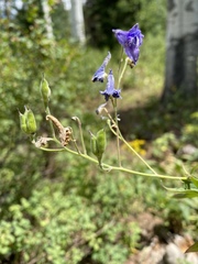 Delphinium barbeyi
