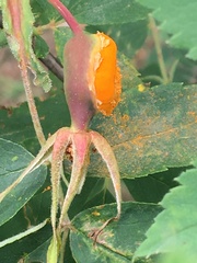 Phragmidium mucronatum