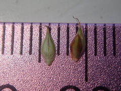 Carex athrostachya