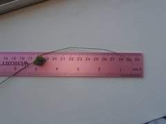 Carex athrostachya