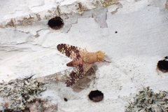 Acinia corniculata
