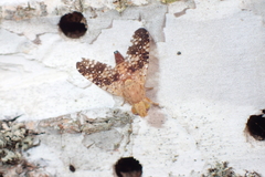Acinia corniculata
