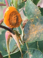 Phragmidium mucronatum