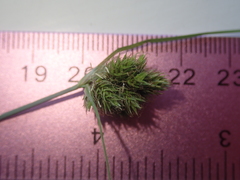 Carex athrostachya