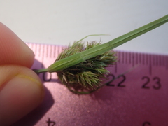 Carex athrostachya
