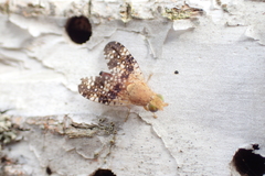 Acinia corniculata