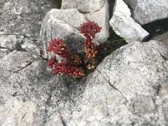 Sedum atratum