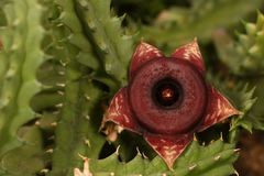 Huernia