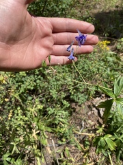 Delphinium barbeyi