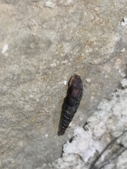 Clausilia