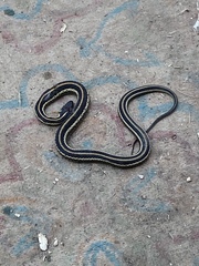 Thamnophis sirtalis sirtalis