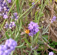 Bombus pascuorum
