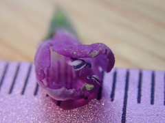 Physostegia parviflora