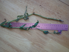 Physostegia parviflora