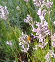 Bombus pascuorum