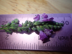 Physostegia parviflora