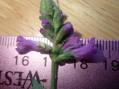 Physostegia parviflora