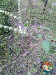 Asterohyptis stellulata