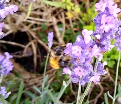 Bombus pascuorum